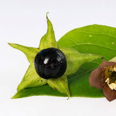 میوه شب بو سیاه میوه شب بو سیاه