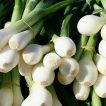 پیازچه فرانسوی زیبا