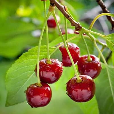 گیلاس روی درخت گیلاس روی درخت