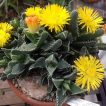 ساکولنت پوزه ببری