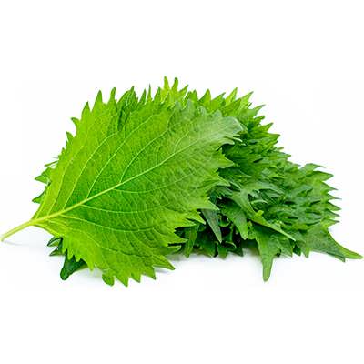 نعنا شیسو سبز زیبا نعنا شیسو سبز زیبا