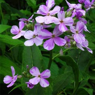 گل هسپریس بانوان (گل عصر)