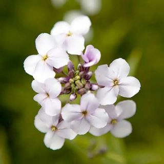 گل هسپریس بانوان (گل عصر) سفید