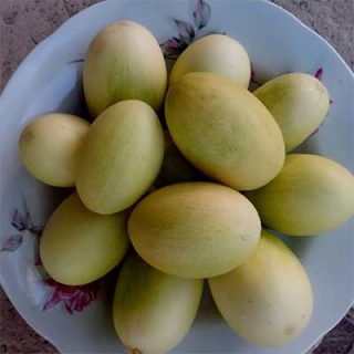 خربزه مینیاتوری روبرو