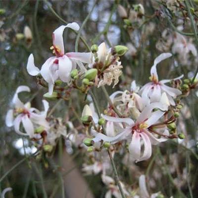درخت مورینگا پرگرینا زیبا درخت مورینگا پرگرینا زیبا