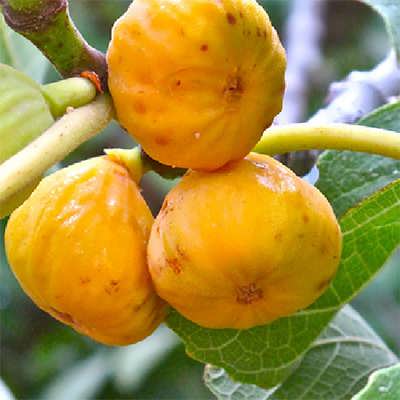 انجیر نارنجی روی درخت انجیر نارنجی روی درخت