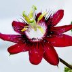 پیچ گل ساعتی زرشکی روبرو