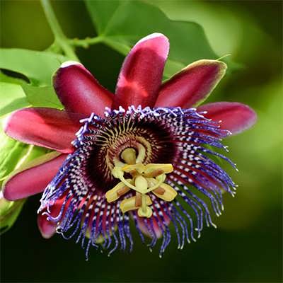پیچ گل ساعتی زرشکی بالا پیچ گل ساعتی زرشکی بالا