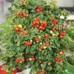 گوجه چری قرمز روی بوته