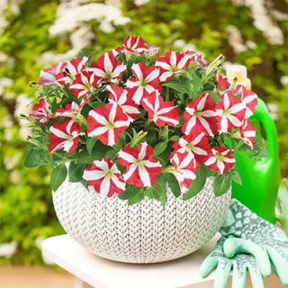 بذر گل اطلسی ستاره ای قرمز و سفید در گلدان