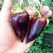 فلفل کاپی بنفش زیبا