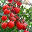 گوجه گیلاسی خوشه ای ریز در حیاط