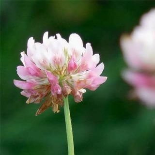 بذر شبدر سفید علوفه ای زیبا