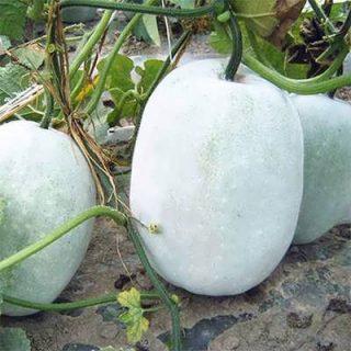 کدو واکسی گرد بوته