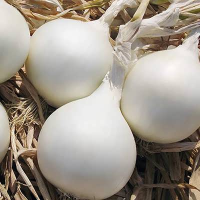 بیبی پیاز زیبا بیبی پیاز زیبا