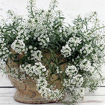گل آلیسوم خوراکی در گلدان گل آلیسوم خوراکی در گلدان