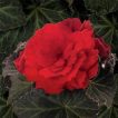 بگونیا موکا قرمز از بالا