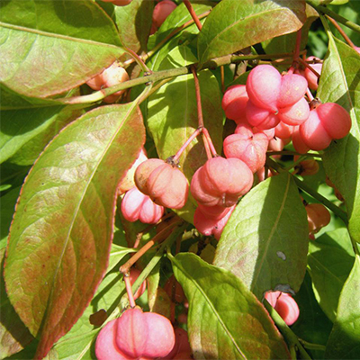 گوشوارکی گوشوارکی