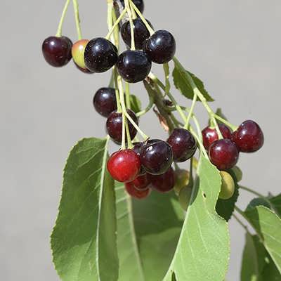 میوه آلبالو تلخ میوه آلبالو تلخ