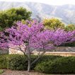 درخت ارغوان کانادایی بنفش