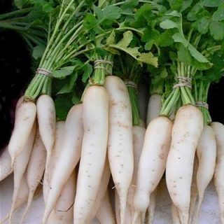 ترب خمپاره ای از روبرو
