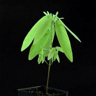 گیاه رقصنده زیبا