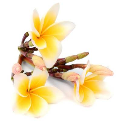 درختچه پلومریا زیبا درختچه پلومریا زیبا