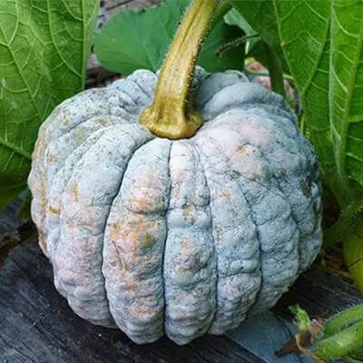 کدو عروسکی سنگی سبز روبرو کدو عروسکی سنگی سبز روبرو