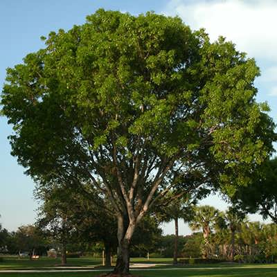 رز وود هندی درخت رز وود هندی درخت