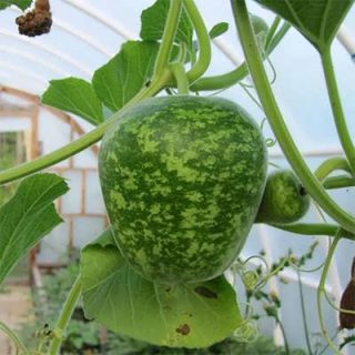 کدو تنبل چارلیستون ببری زیبا