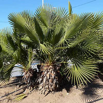 نخل مدیترانه ای کوتوله نخل مدیترانه ای کوتوله