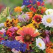 میکس گل های وحشی از روبرو
