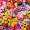 میکس گل های وحشی از بالا