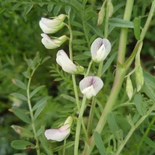 گل گاودانه در باغ