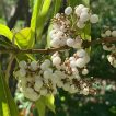 ژاپنزه بیوتی بری در باغ