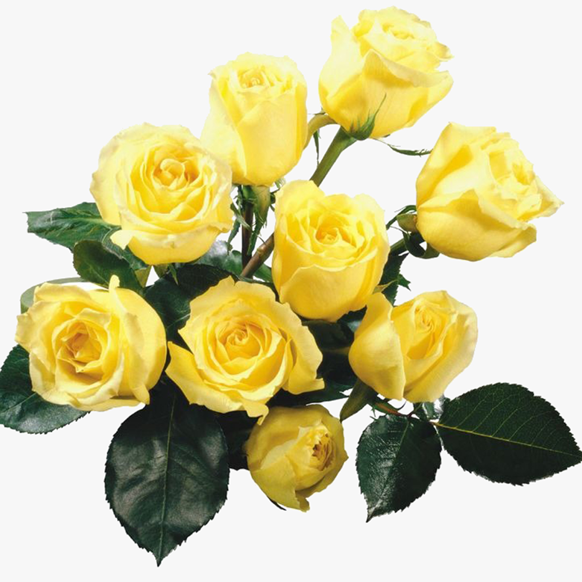 دسته گل رز زرد دسته گل رز زرد