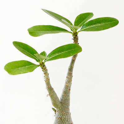 آدنیوم عربیکوم آدنیوم عربیکوم