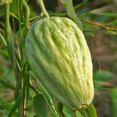 اروئیجیا سریسیفرا از نزدیک اروئیجیا سریسیفرا از نزدیک