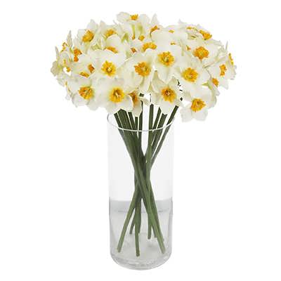 گل نرگس شیراز شهلا (هلندی) در گلدان گل نرگس شیراز شهلا (هلندی) در گلدان