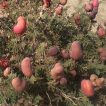 کهورک (جغجغه)