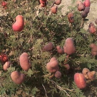 کهورک (جغجغه)