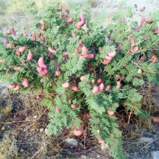 کهورک (جغجغه) در خاک