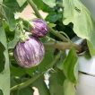 بادمجان زبرا دلمه ای از روبرو