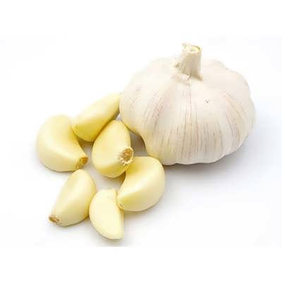 ریزوم سیر از روبرو ریزوم سیر از روبرو