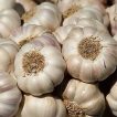 ریزوم سیر از بالا