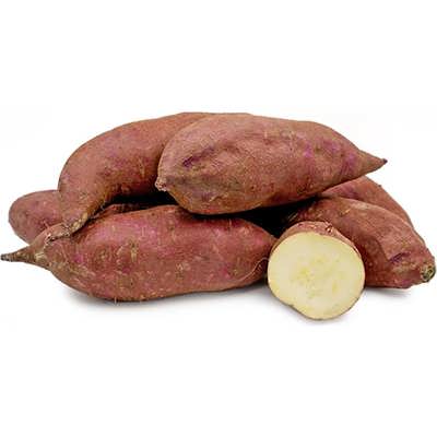 ریزوم سیب زمینی موراساکی از نزدیک ریزوم سیب زمینی موراساکی از نزدیک