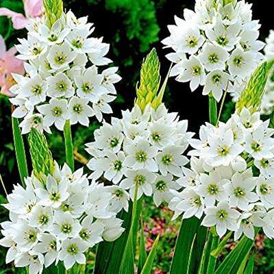 گل شیر مرغ زیبا گل شیر مرغ زیبا