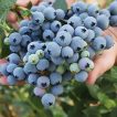 بلوبری کارگو برداشته شده