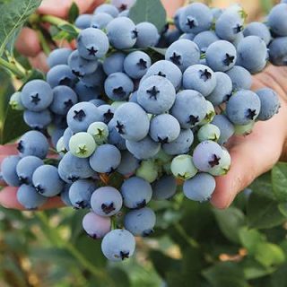 بلوبری کارگو برداشته شده
