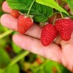 رزبری قرمز کریسمون برداشته شده
